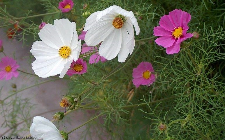 comp_Bild 250